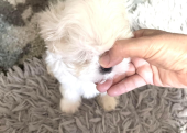 Maltese Terrier Dünya güzeli bebeklerimiz